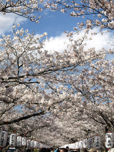 鎌倉・桜
