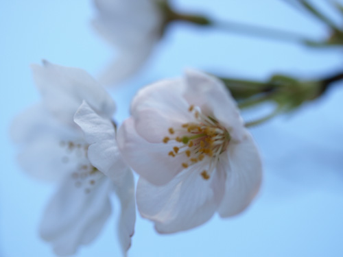 鎌倉・桜