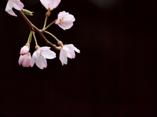 今月のカレンダーに使った桜