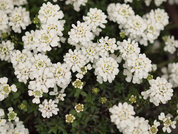 かわいい白い花