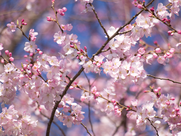 色の濃い桜は八分咲きくらい