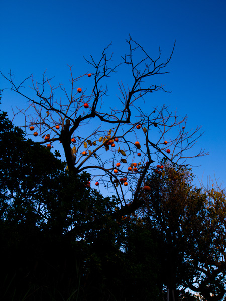 11月の柿の木