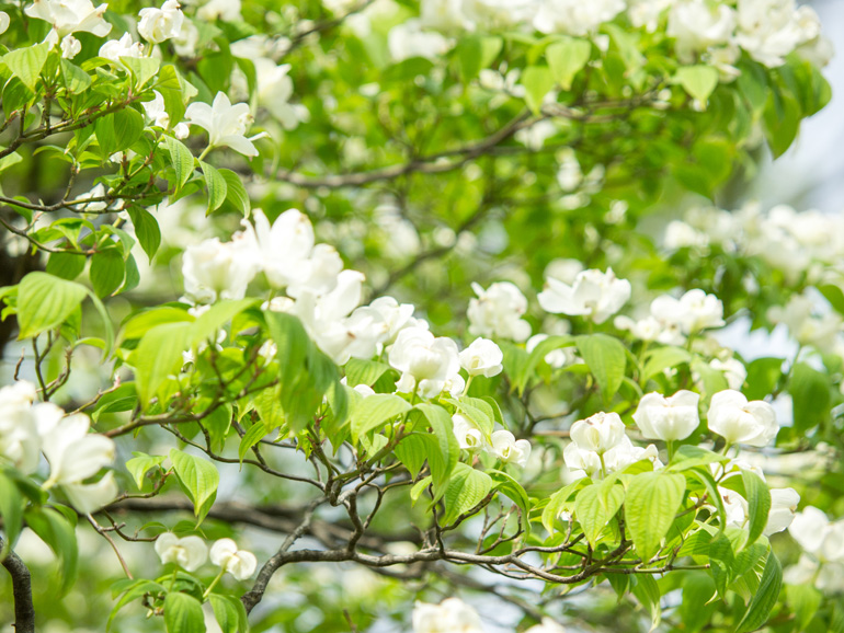 白の花水木